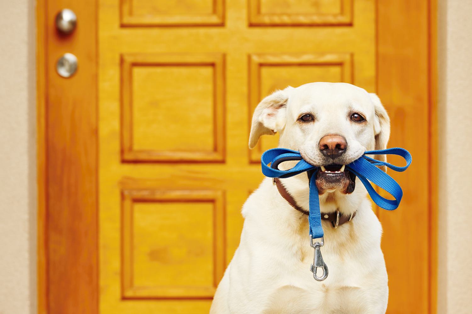 DOG WITH LEAD