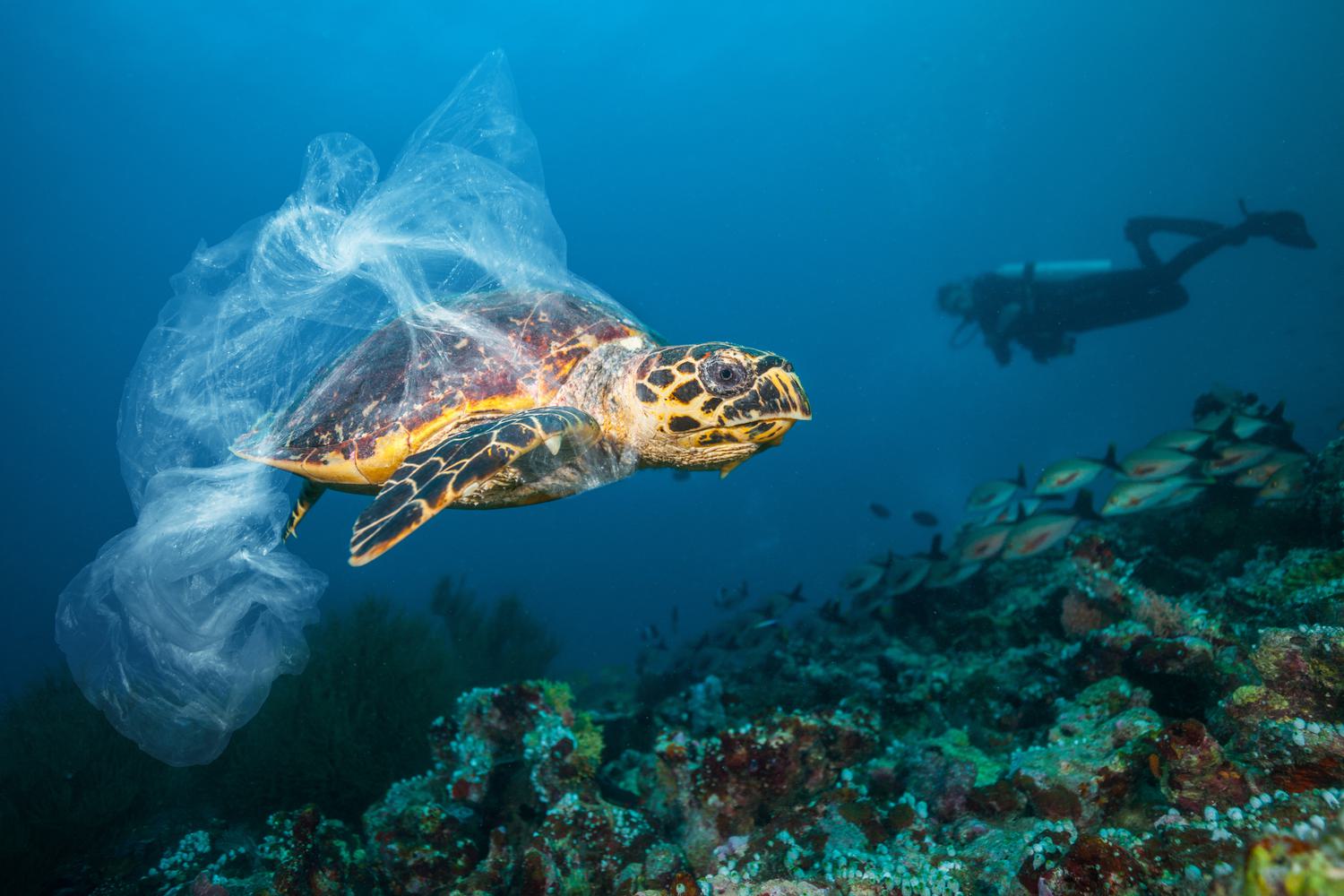 Guide to Caymans Green Scene