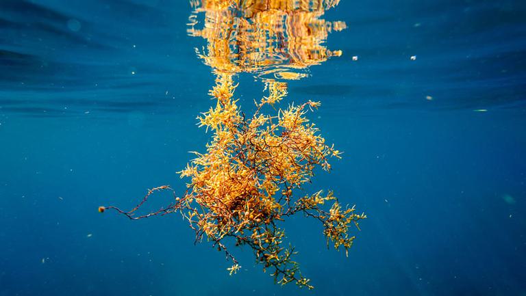 Sargasso 870