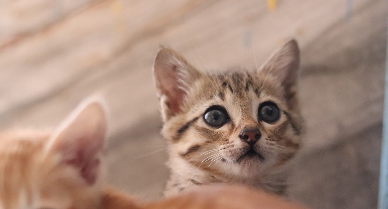 Adopting a pet hero image