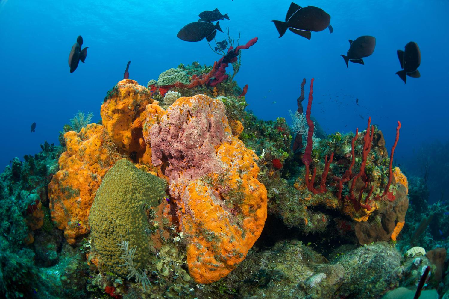 Close up of coral with blue tang