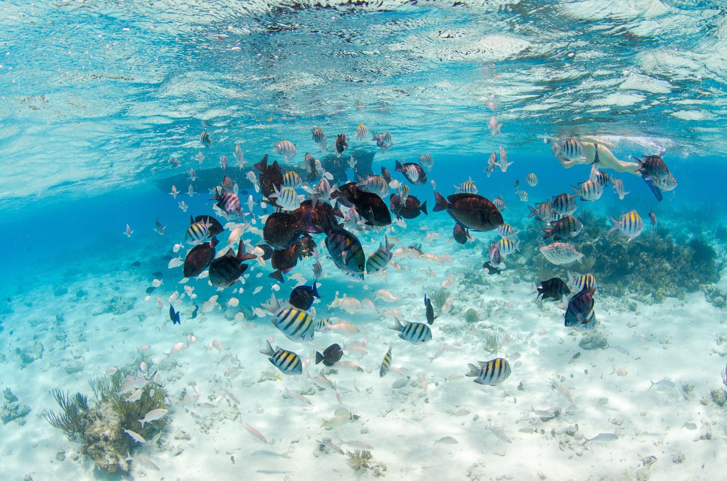 School of seargeant majors with blue tang