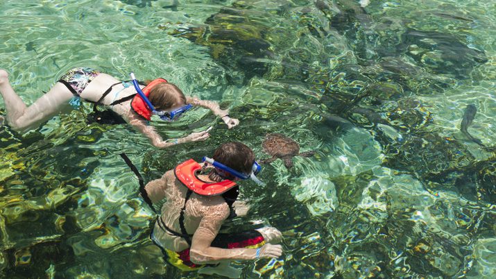 2 children in life vests snorkelling with a turtle at the farm