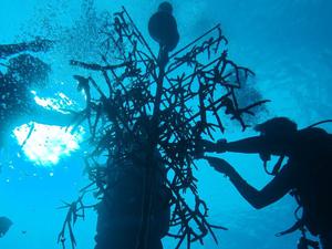 3 divers silhouetted working on a coral nursery
