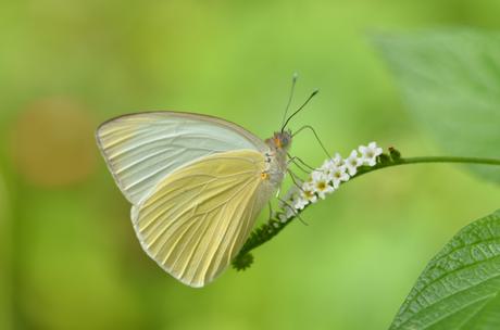 Adobe Stock 104791096 Great White Southern butterfly