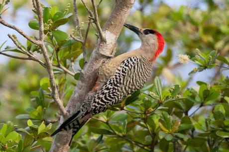 Adobe Stock 130111001 west indian wooodpecker