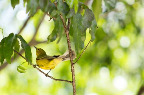 Adobe Stock 154794037 Vitelline Warbler