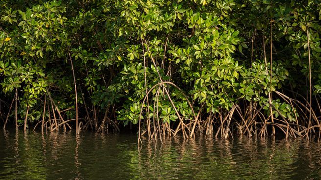 Adobe Stock 312903560 MANGROVES