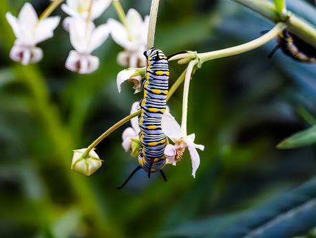 Adobe Stock 523060466 Danaus gilippus caterpillas