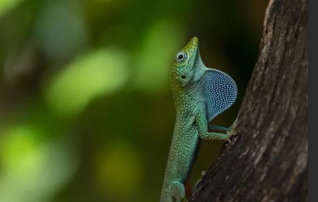 Blue throated Anole lizard