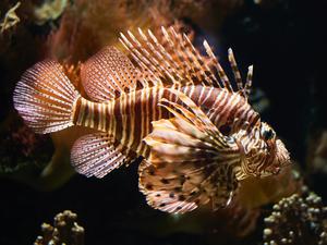Close up of a Lionfish swimming
