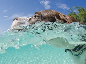 Close up of dog swimming in the ocean in the Cayman Islands