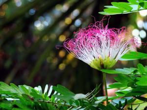 Close-up of pink and white flower