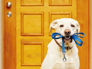 DOG WITH LEAD