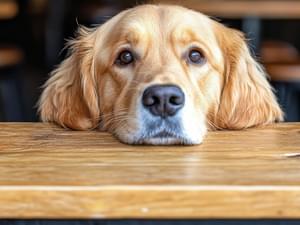 Dog Friendly Restaurants