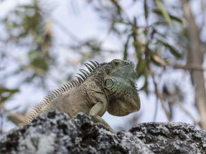 Iguana perched on a rock in the Cayman Islands