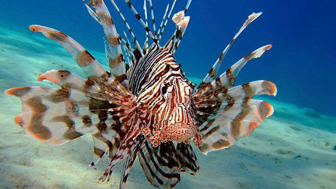 LIONFISH
