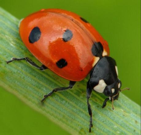 Ladybird Gardening article