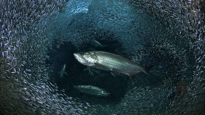 Large school of silversides part for a tarpon fish at Eden rock dive centre