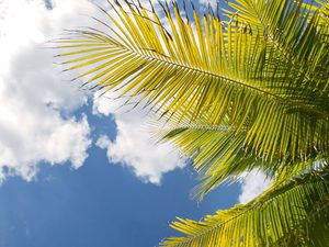 Palm Tree Blue Sky