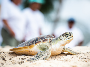 Private Turtle Release Cayman