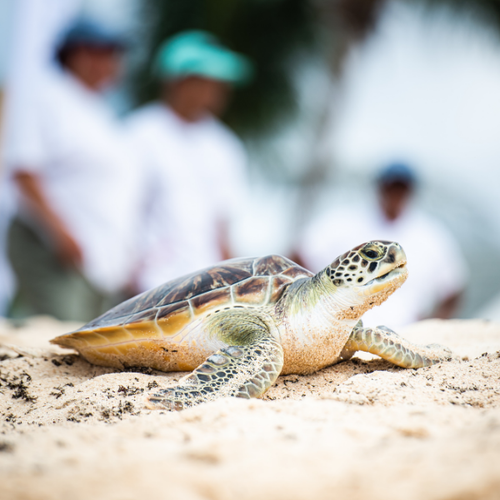 Private Turtle Release Cayman