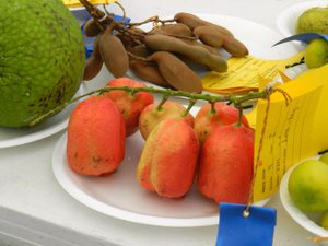 Prize winning fruits and veg at the agricultural show