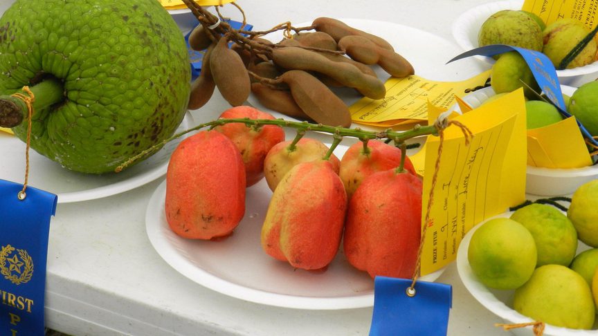 Prize winning fruits and veg at the agricultural show