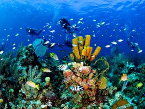 Scuba divers exploring the colourful Cayman Reef