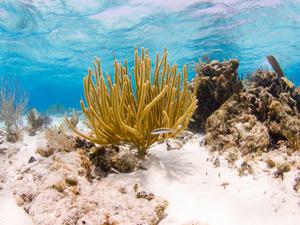 Blue sea underwater photo of yellow coral
