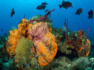 Close up of coral with blue tang