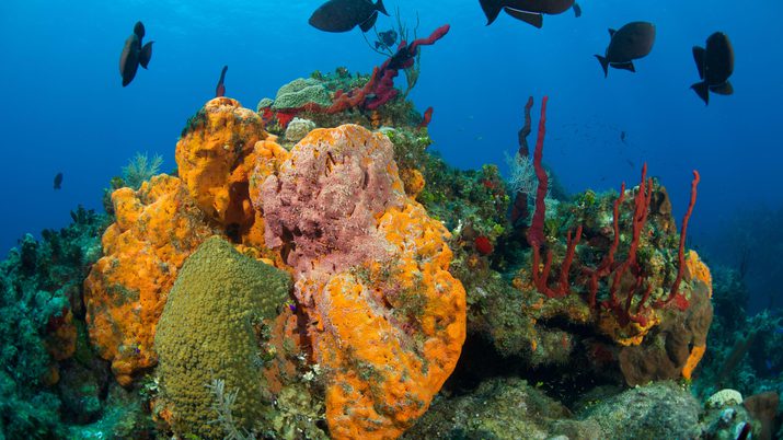 Close up of coral with blue tang