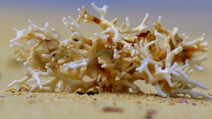 Light coral washed up on the beach