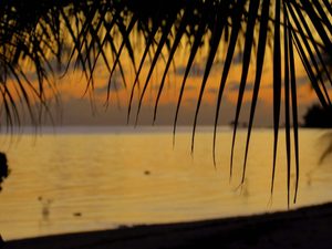 Palm leaf silhouetted with view of ocean at sunset