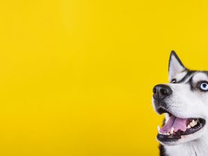 Pet sitting and kennels image