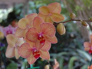 Pink and orange orchid close up