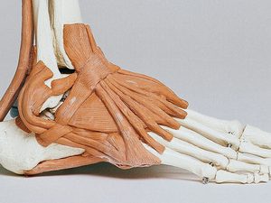 Podiatry2resized