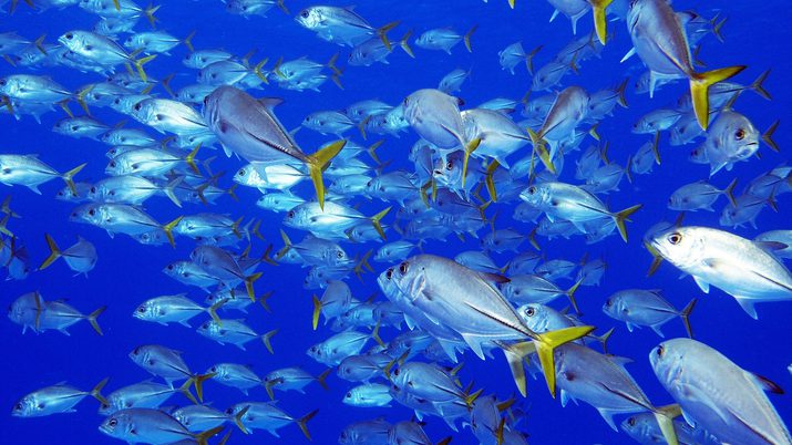School of jacks