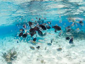 School of seargeant majors with blue tang
