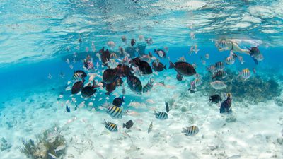 School of seargeant majors with blue tang