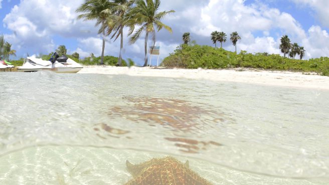 Starfish point beach with starfish in the water