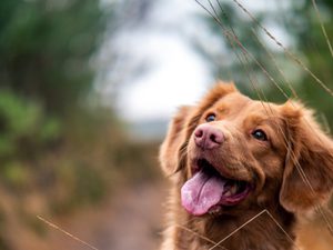 Travelling with pets hero image