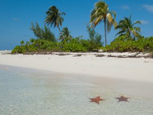 Two starfish in the water at the beach in northside