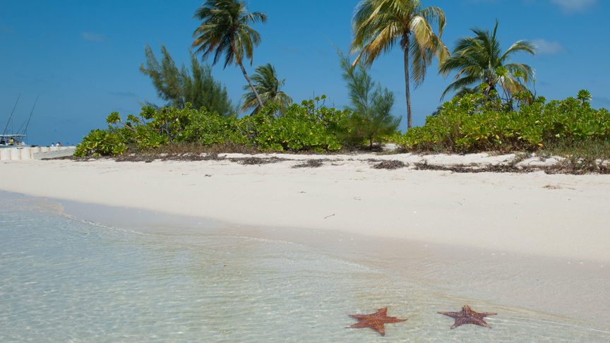 Two starfish in the water at the beach in northside