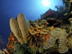 Underwater coral with fish off in the distance and light coming from above