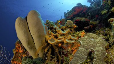 Underwater coral with fish off in the distance and light coming from above