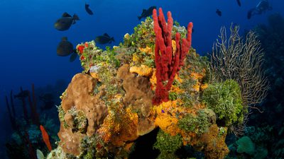 Underwater image of red coral and fish