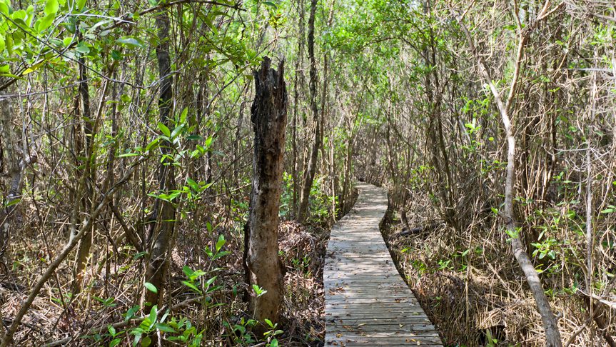 View of the mastic trail boardwalk